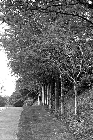 Trees In G Minor