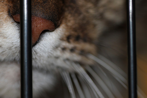 Whiskers