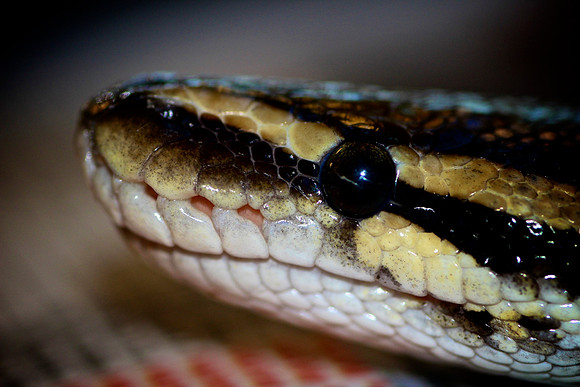 Slither