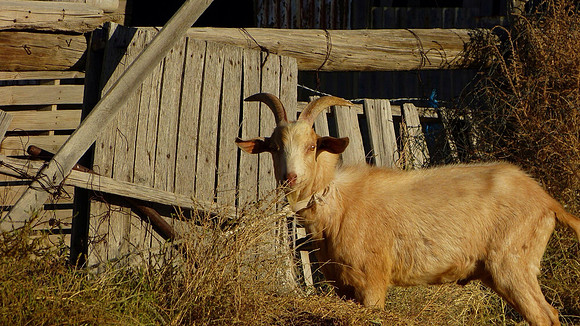 Bertie Goat