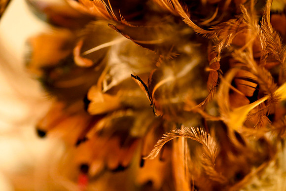 Golden Plume
