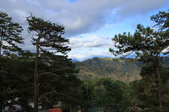 Rooftops in Trees