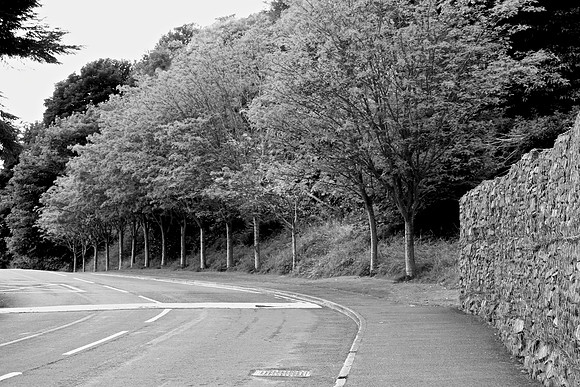 Singing Trees