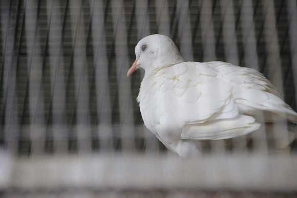 Caged Bird Sings