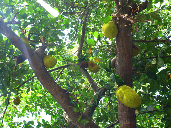 Jackfruit Tree